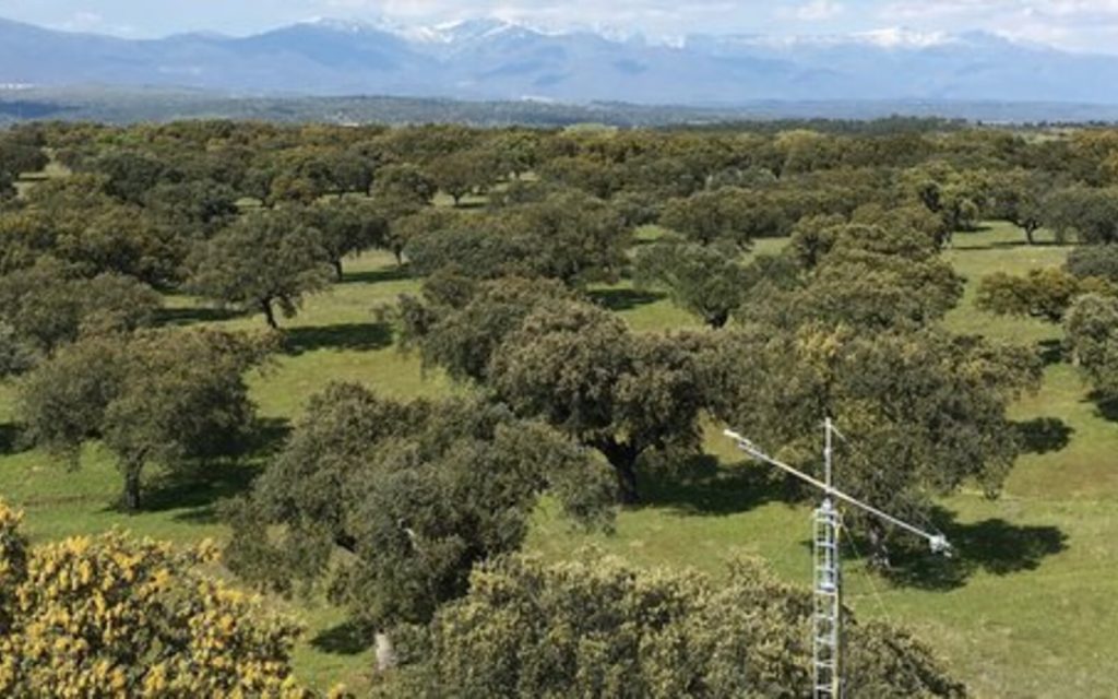 Majadas de Tiétar ecosystem station in a Mediterranean dehesa